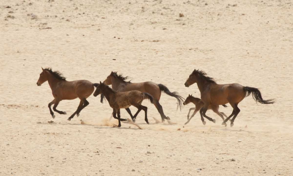 Namibia, Aus Group of running wild horses art print by Wendy Kaveney for $57.95 CAD